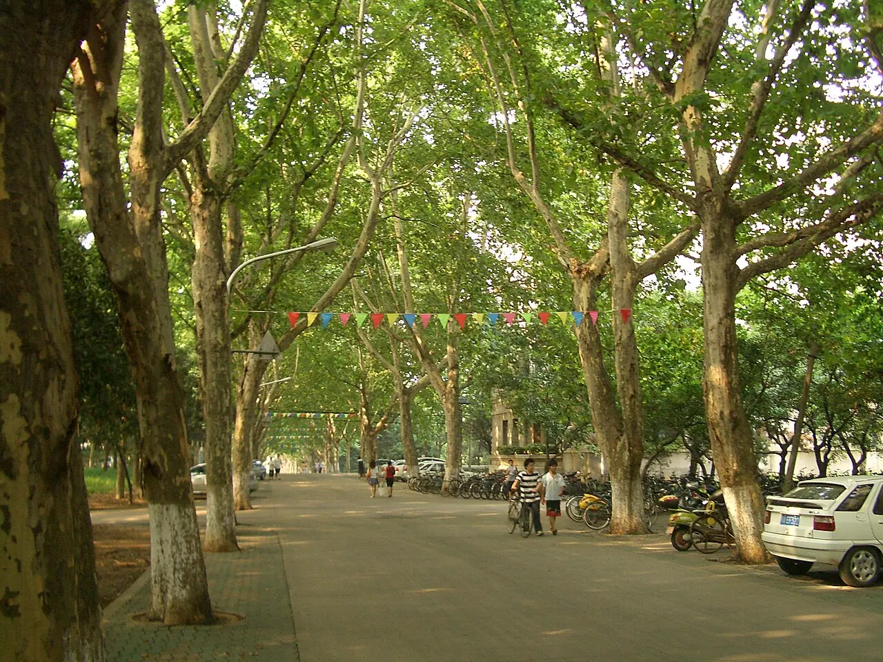 Lối đi dưới tán cây lớn, xe đạp và người đi bộ trong khuôn viên Đại học Khoa học và Công nghệ Hoa Trung.