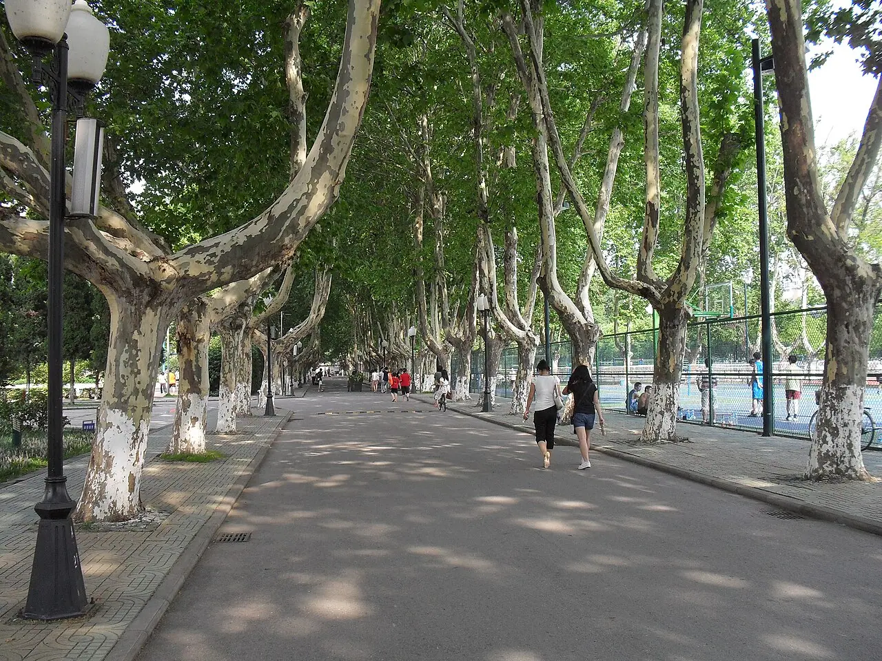 Hàng cây lớn che mát lối đi cạnh hàng rào sân thể thao của Đại học Hàng không Vũ trụ Nam Kinh.