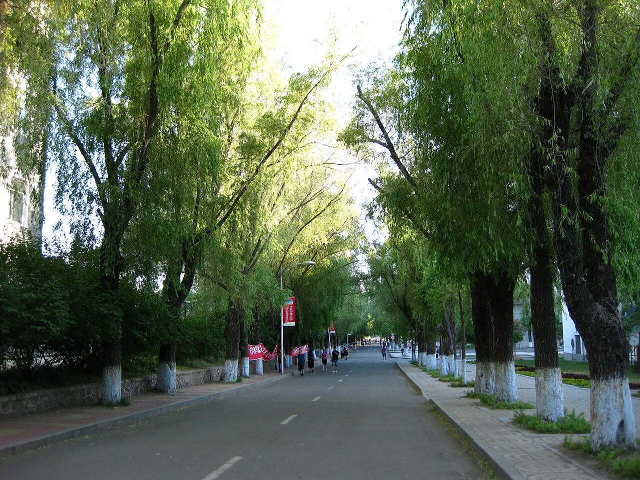 Hàng liễu xanh che mát con đường trong khuôn viên Đại học Lâm nghiệp Đông Bắc.