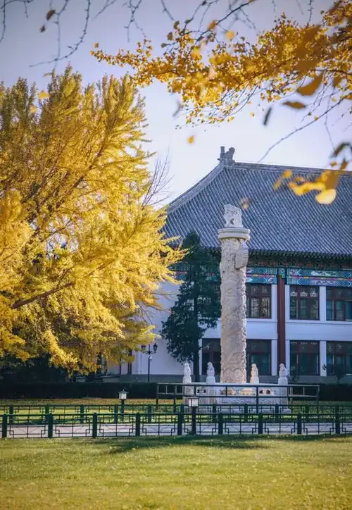 Khuôn viên dưới tán cây mùa thu — Đại học Bắc Kinh.