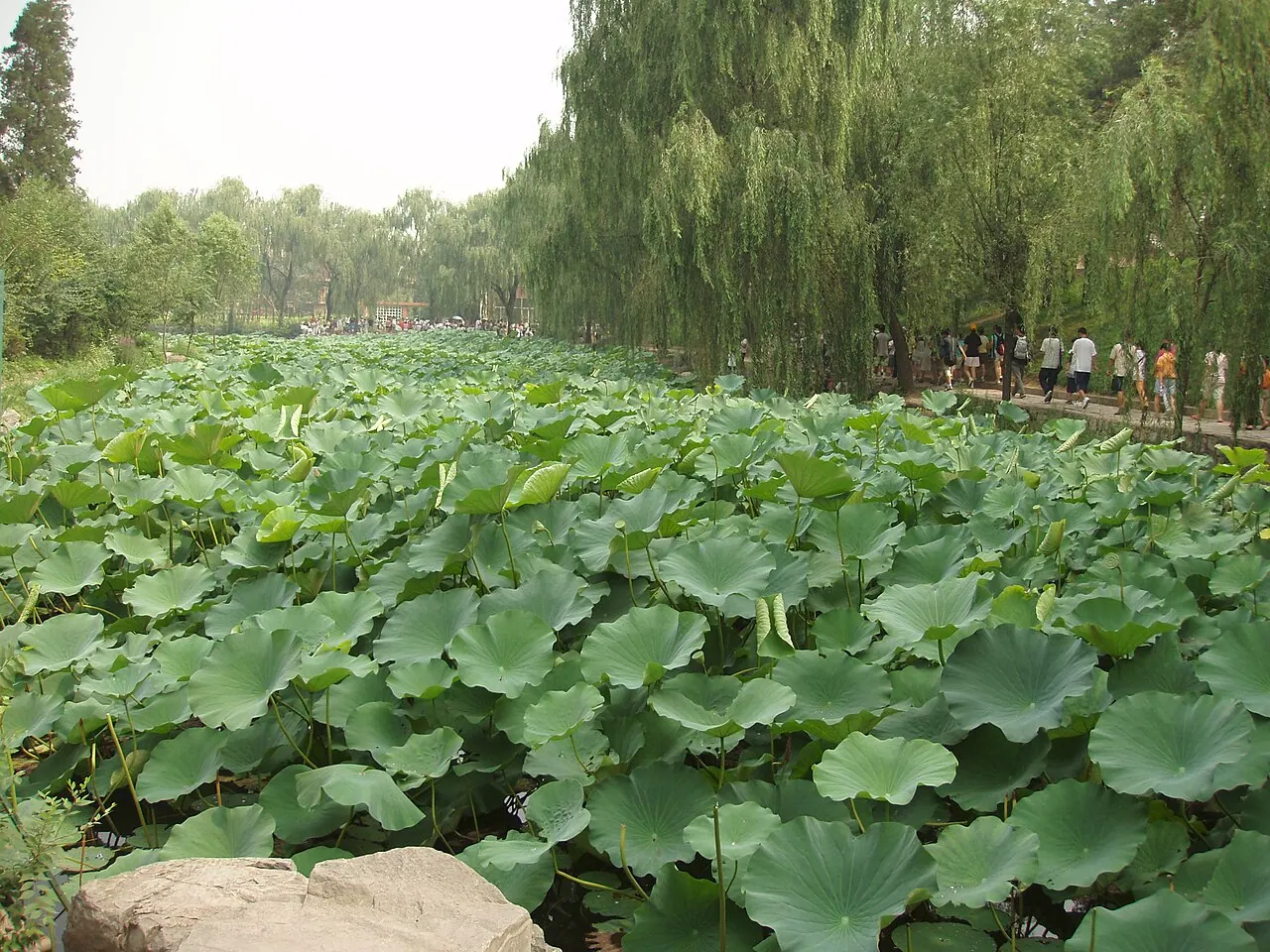 Hồ sen ở vườn Cận Xuân (Jinchun) — Đại học Thanh Hoa.